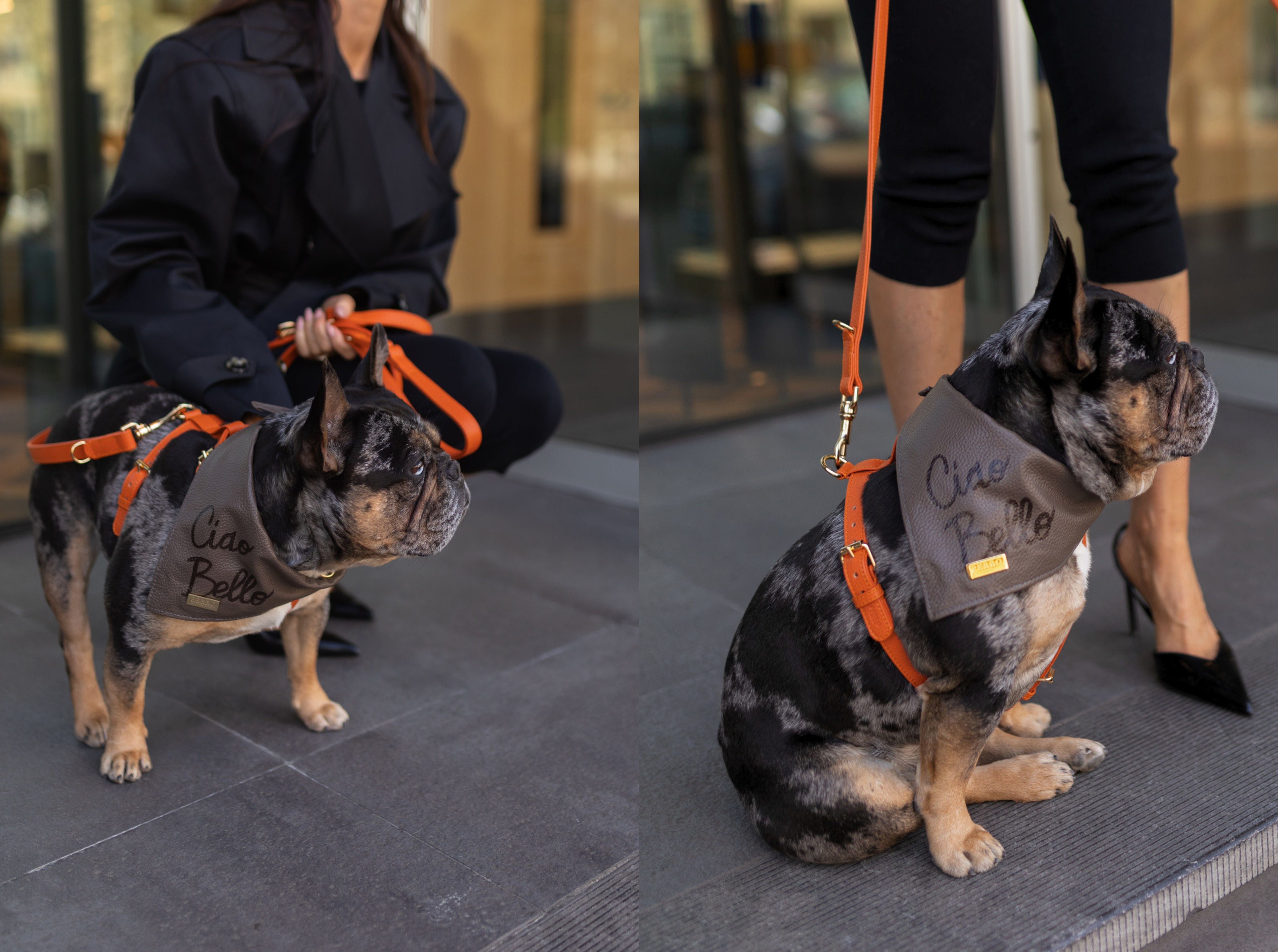 Collar or Harness? What Your Puppy Actually Needs | Perro Collection
