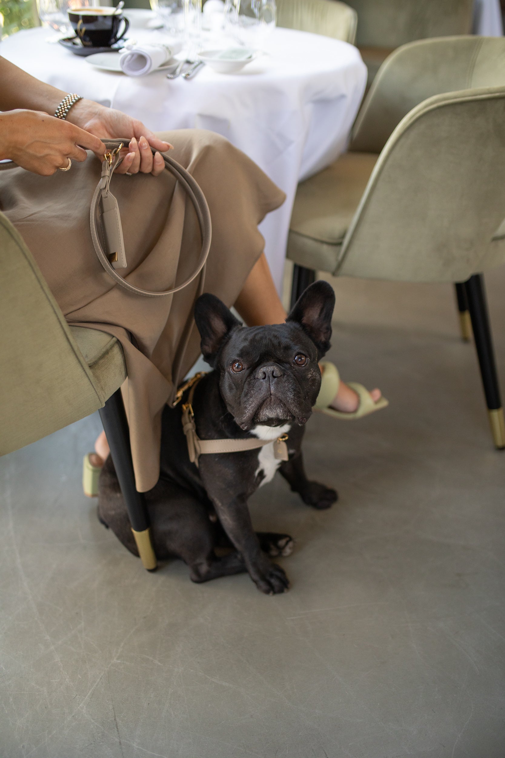 Dog at a dog-friendly coffee place in Amsterdam