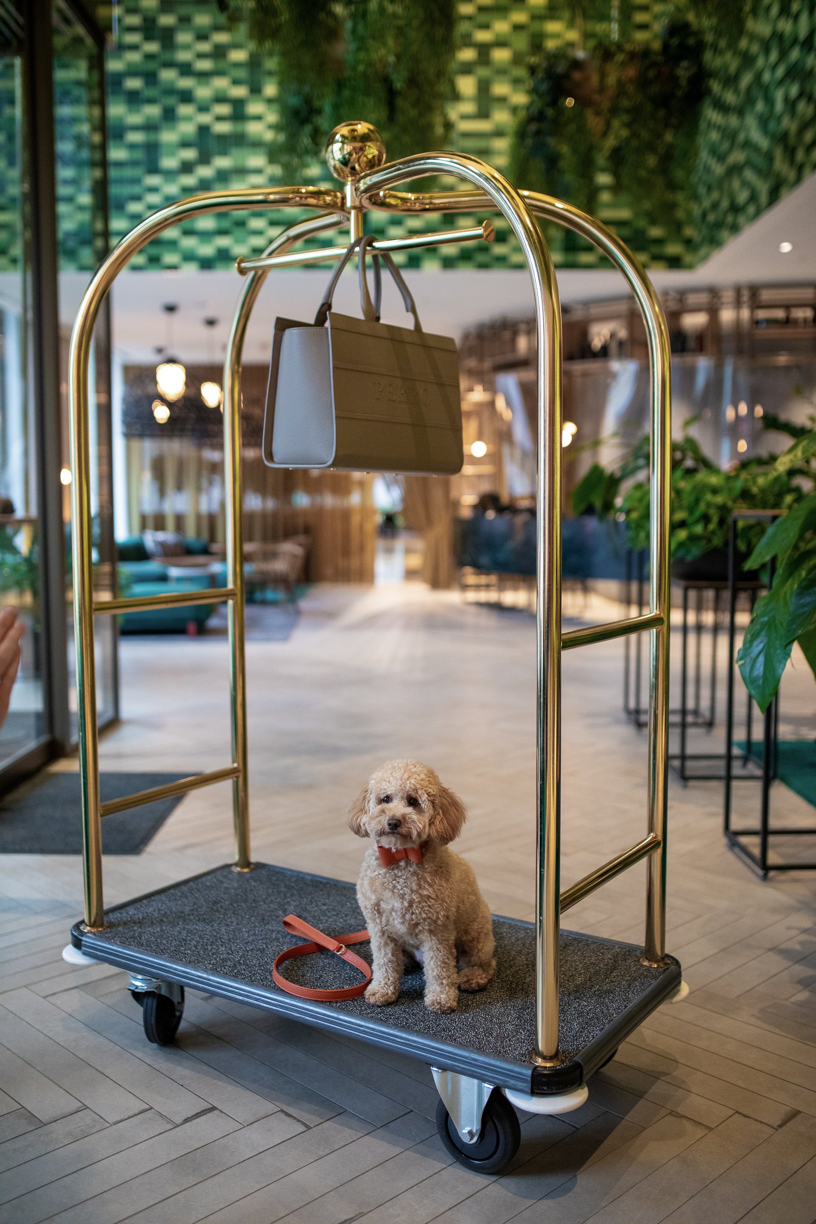 Dog at a luxury pet-friendly hotel
