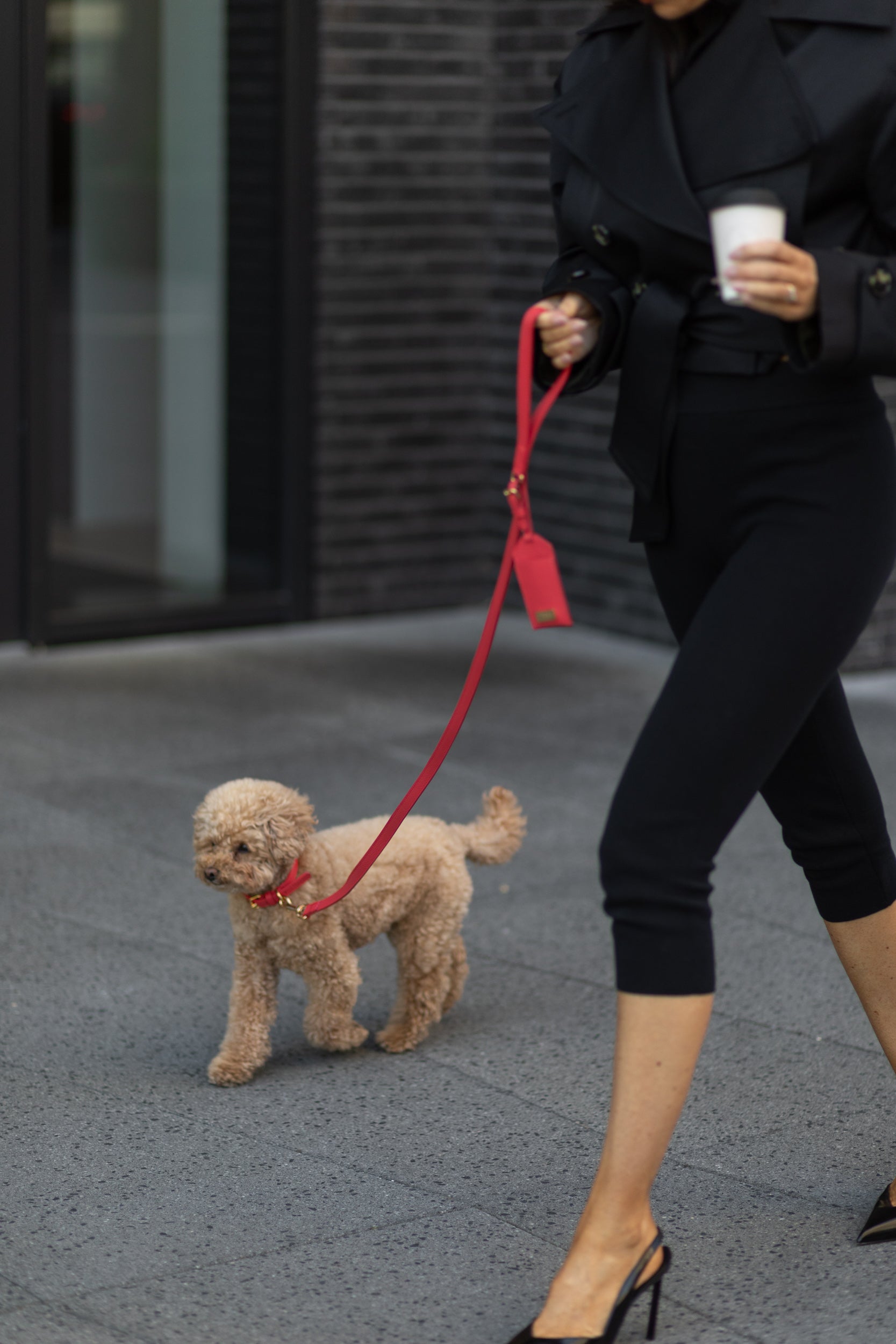 Dog-friendly London, walks and places to visit with your dog