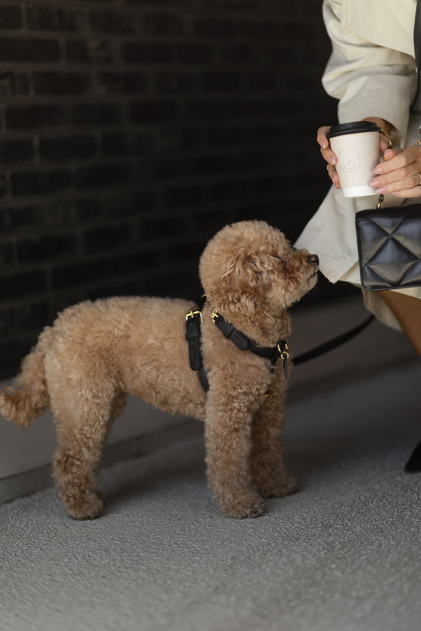 How a Dog Harness Should Fit | Perro Collection