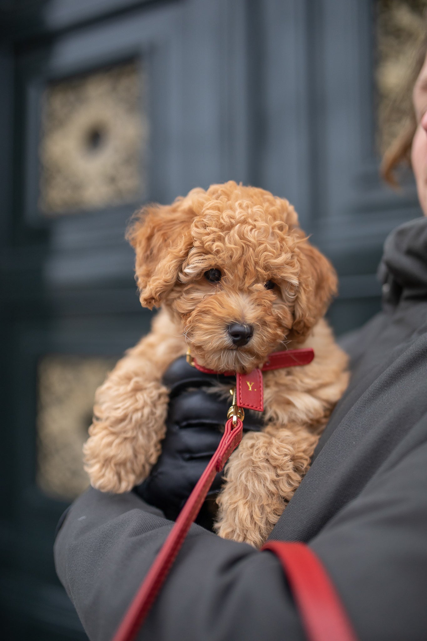Checking how tight a dog collar should fit