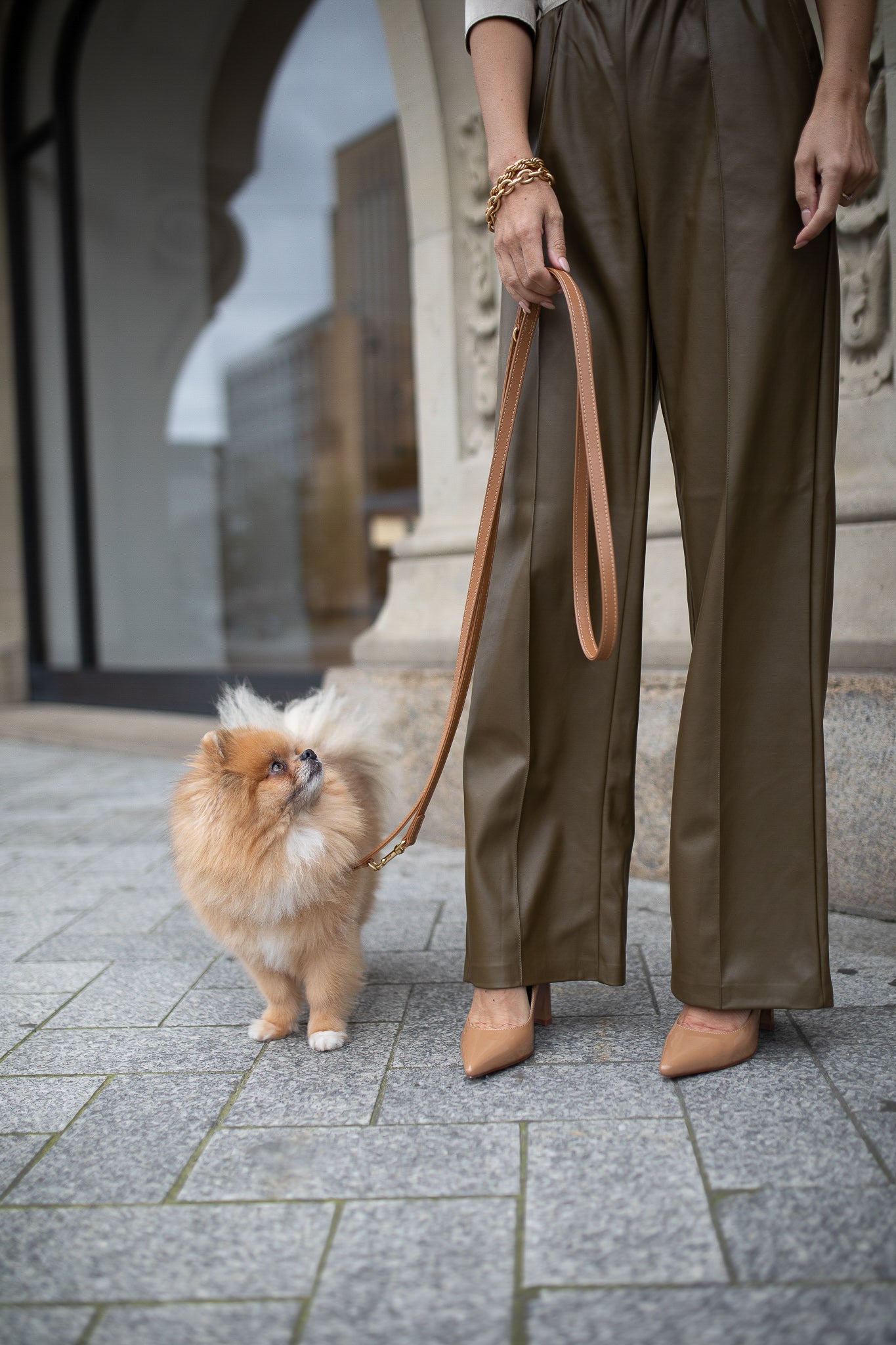 Dog being trained to walk calmly on a leash