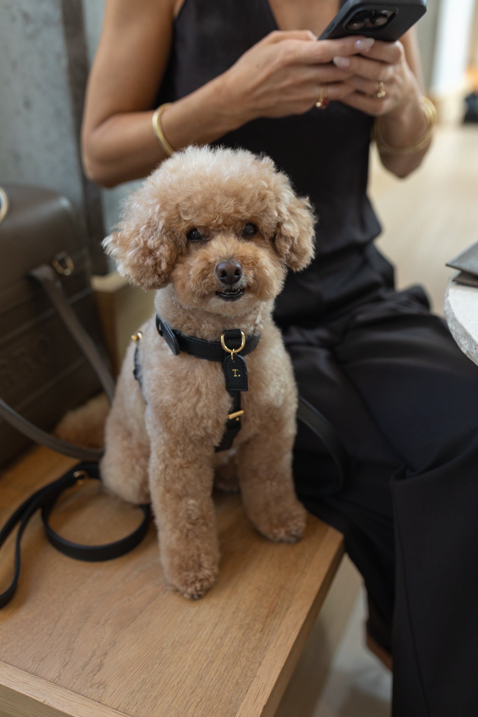 Perro Collection H-harness in Italian leather on a dog