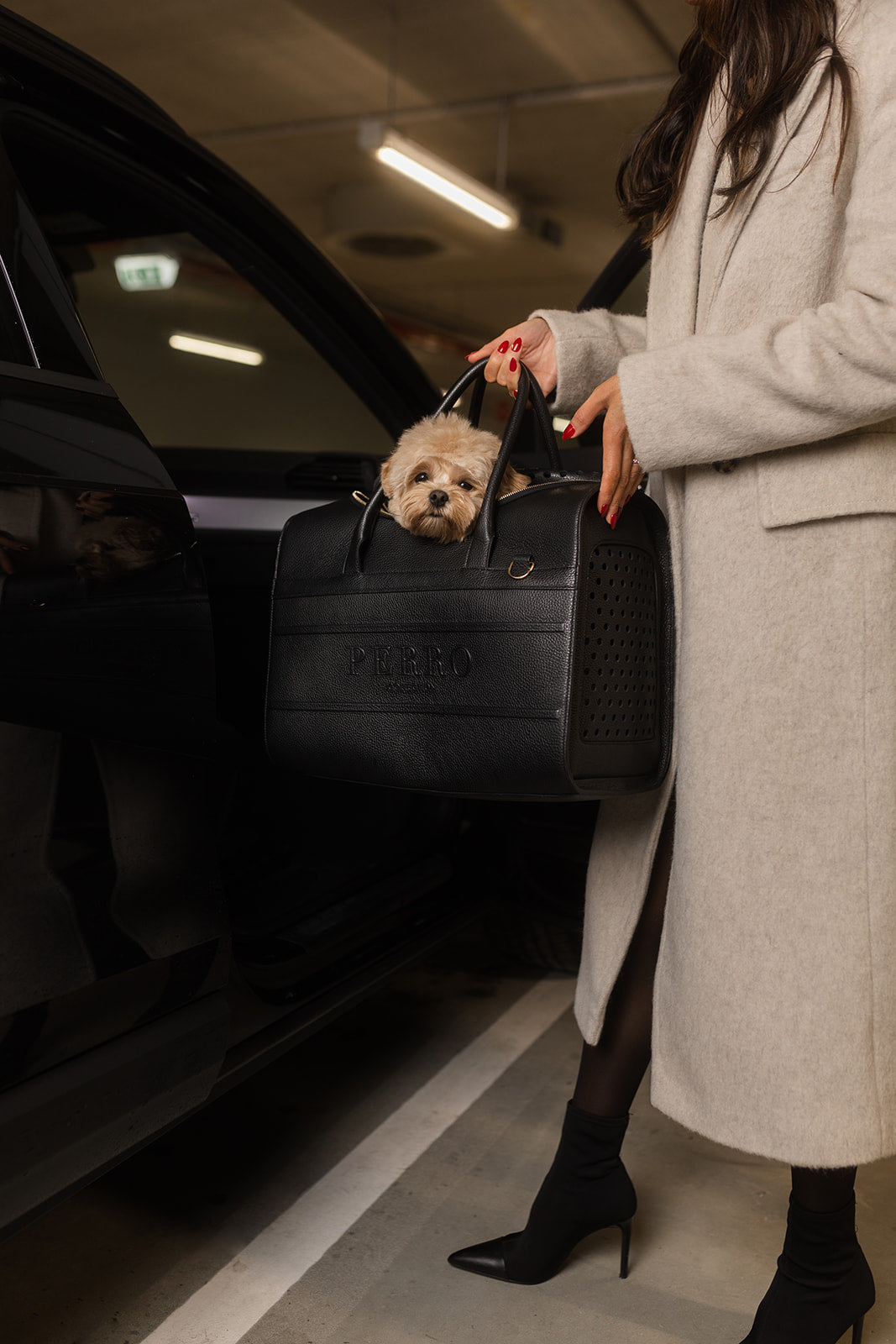 Dog travelling safely and secured in a car