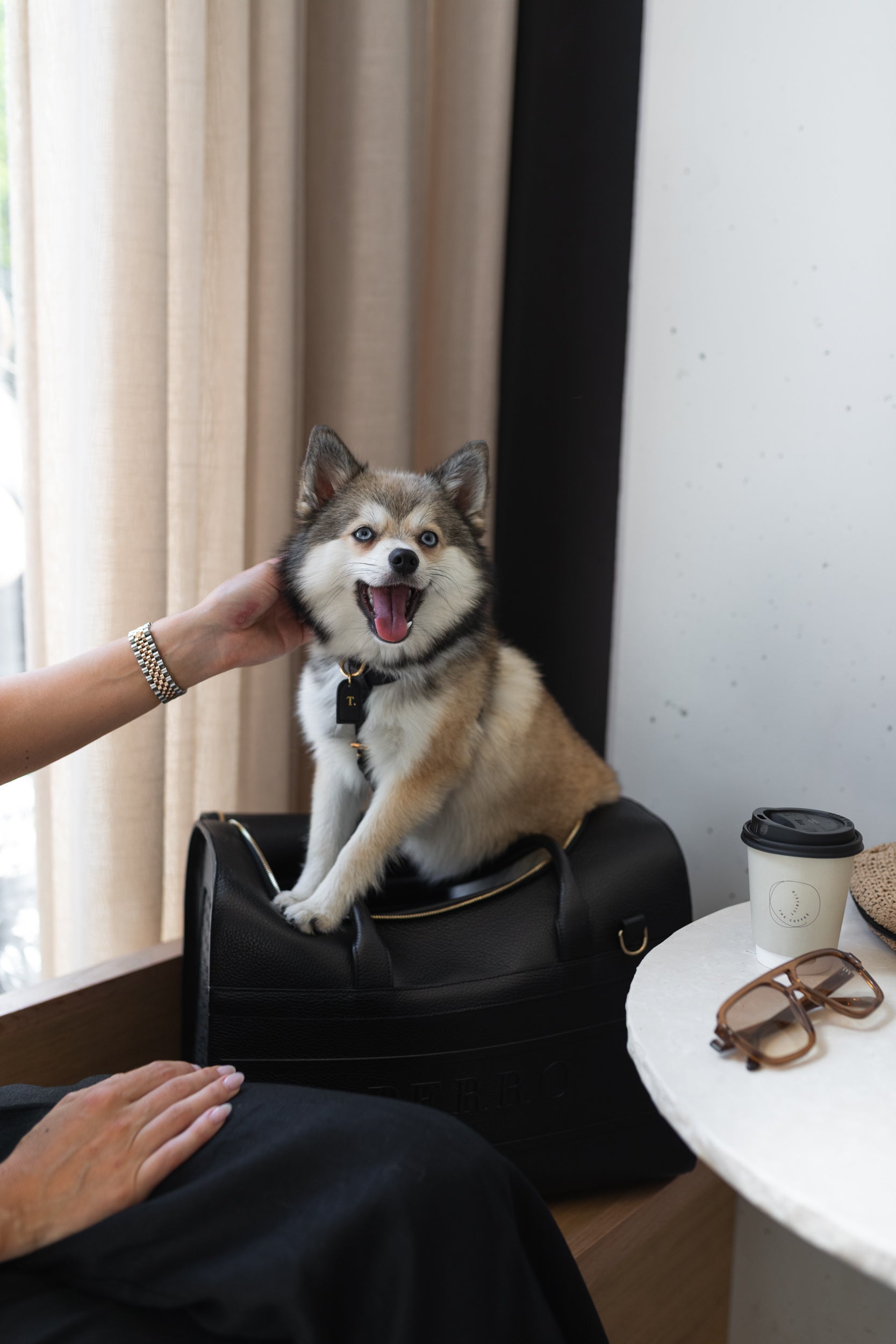 Dog dining out with its owner using Perro Collection accessories