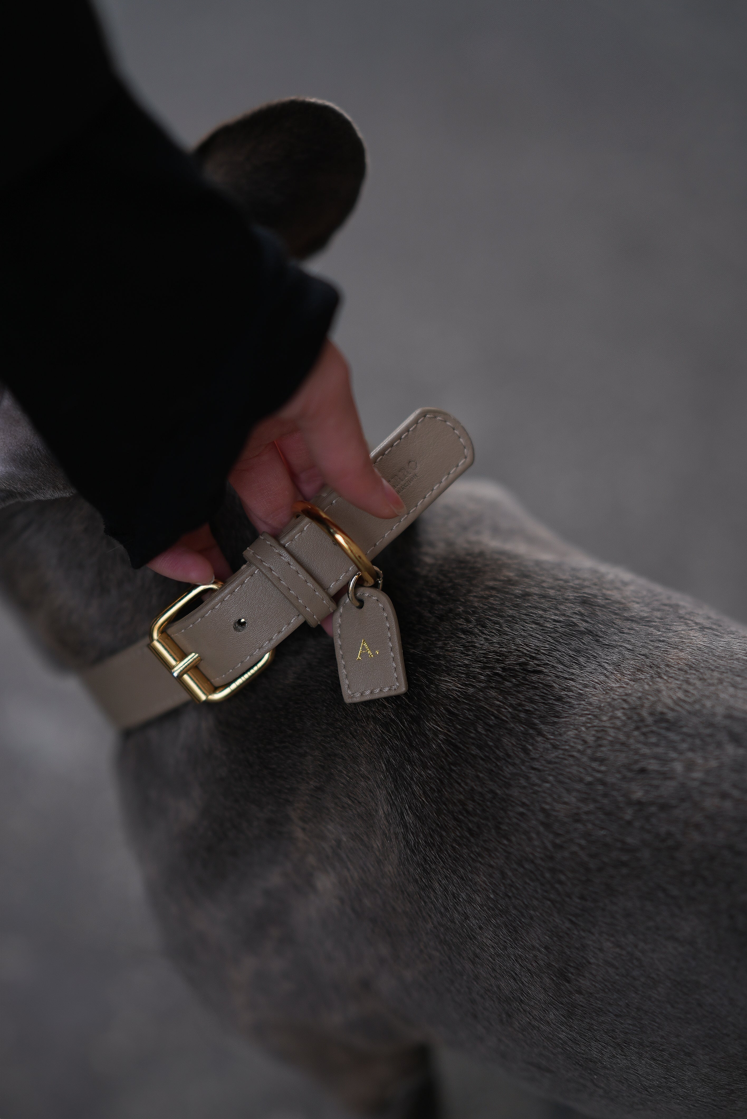 Essential dog accessories for new owners by Perro Collection