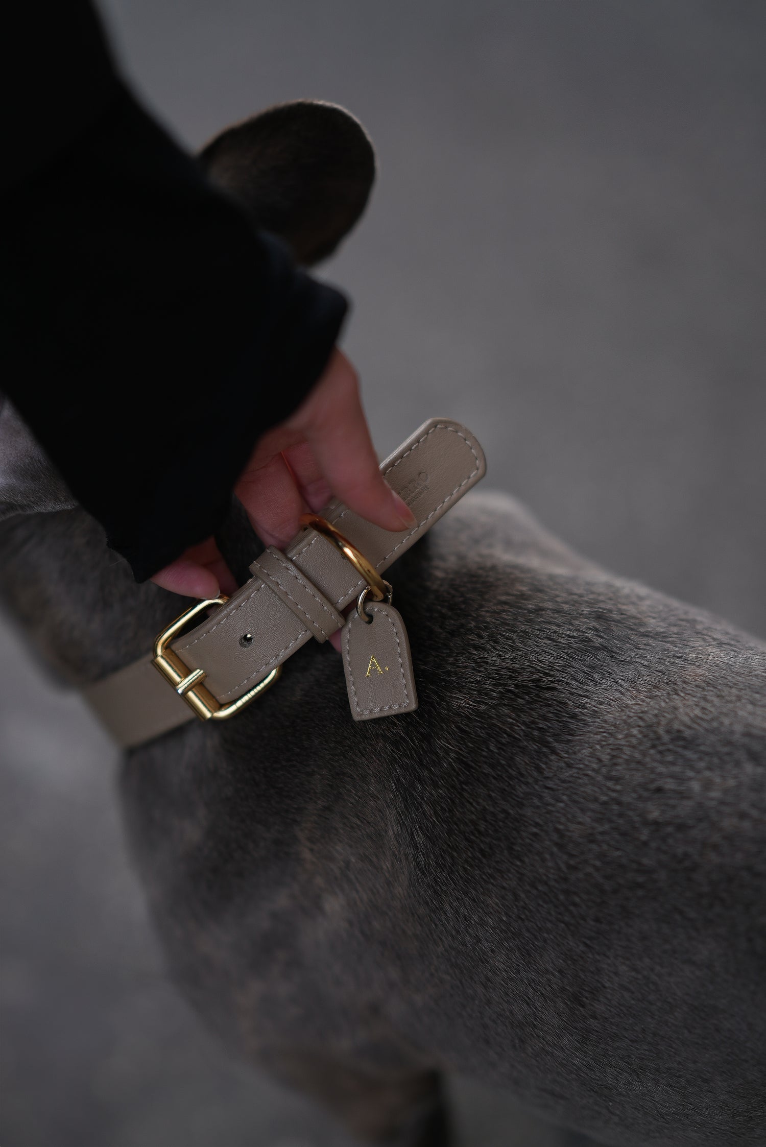 Essential dog accessories for new owners