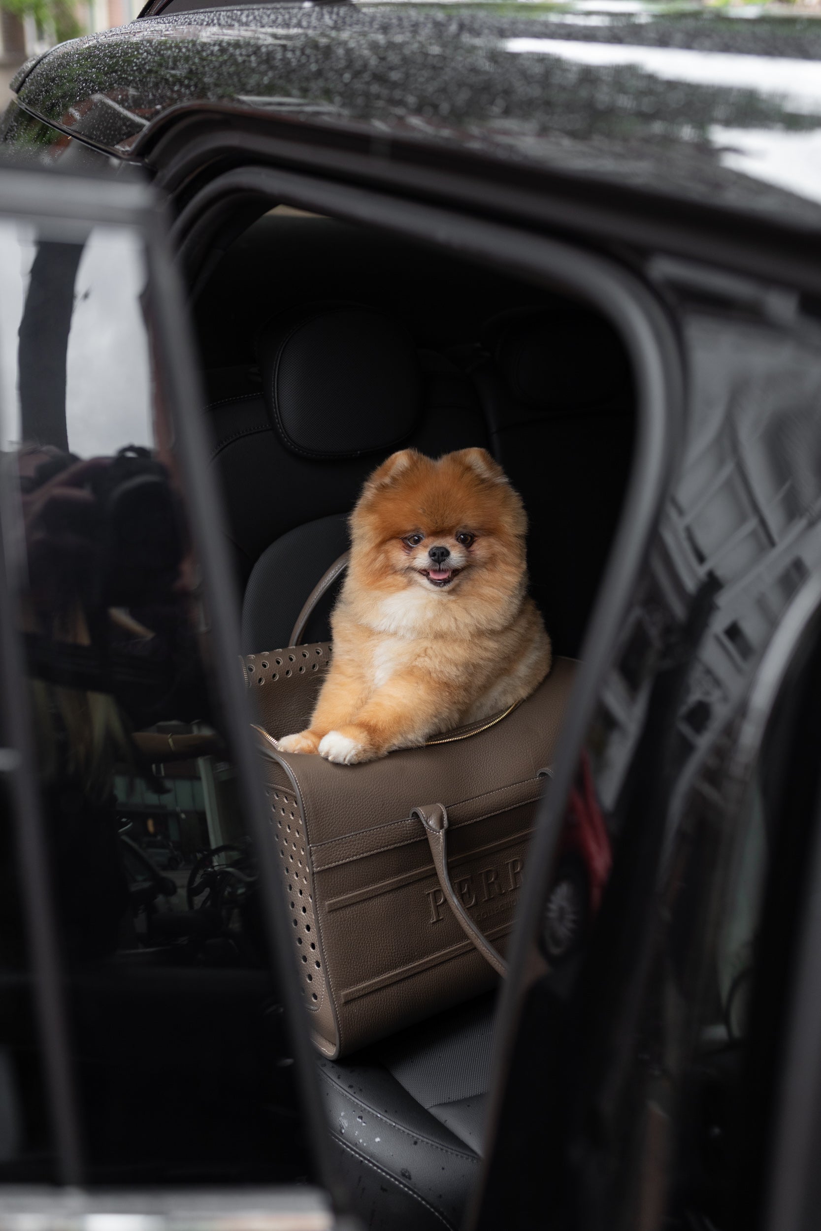 Small dog sitting in a car seat with a car seat cover.