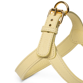 Yellow Harness limited edition